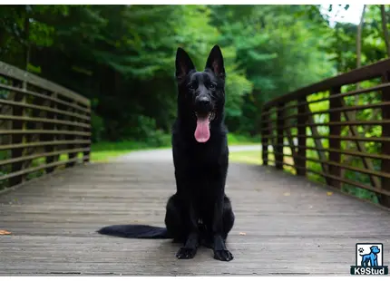 a black german shepherd dog sitting on a wooden deck